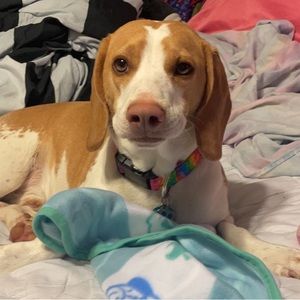 Meet your Posher, Ellisti